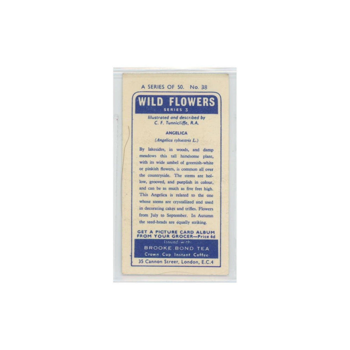 1964 Booke Bond Wild Flowers Series 3 Angelica #38.0