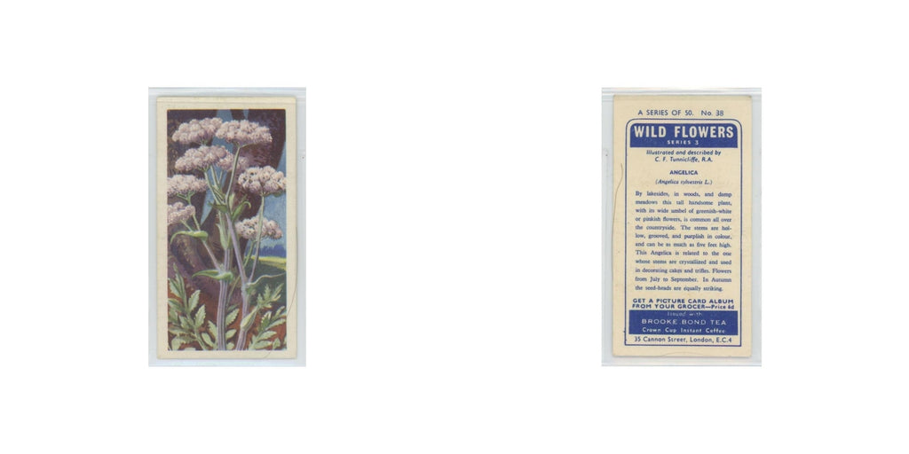 1964 Booke Bond Wild Flowers Series 3 Angelica #38.0