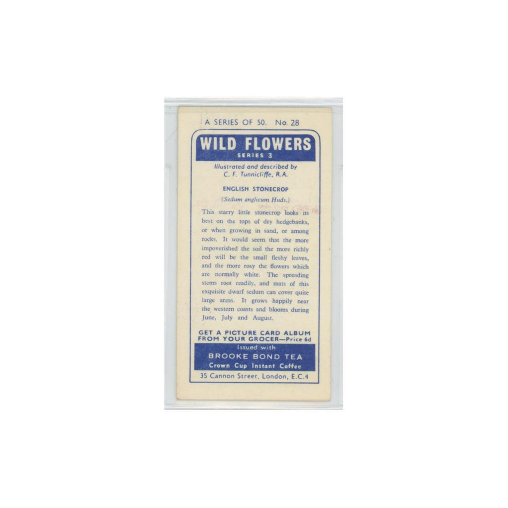 1964 Booke Bond Wild Flowers Series 3 English Stonecrop #28.0