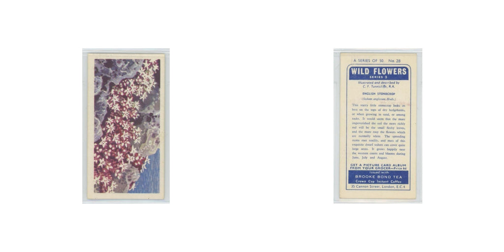 1964 Booke Bond Wild Flowers Series 3 English Stonecrop #28.0