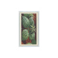 1964 Booke Bond Wild Flowers Series 3 Herb Paris #7.0