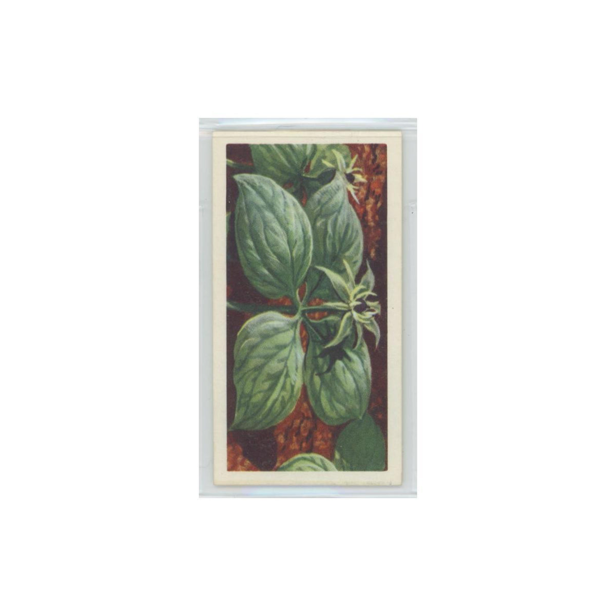 1964 Booke Bond Wild Flowers Series 3 Herb Paris #7.0