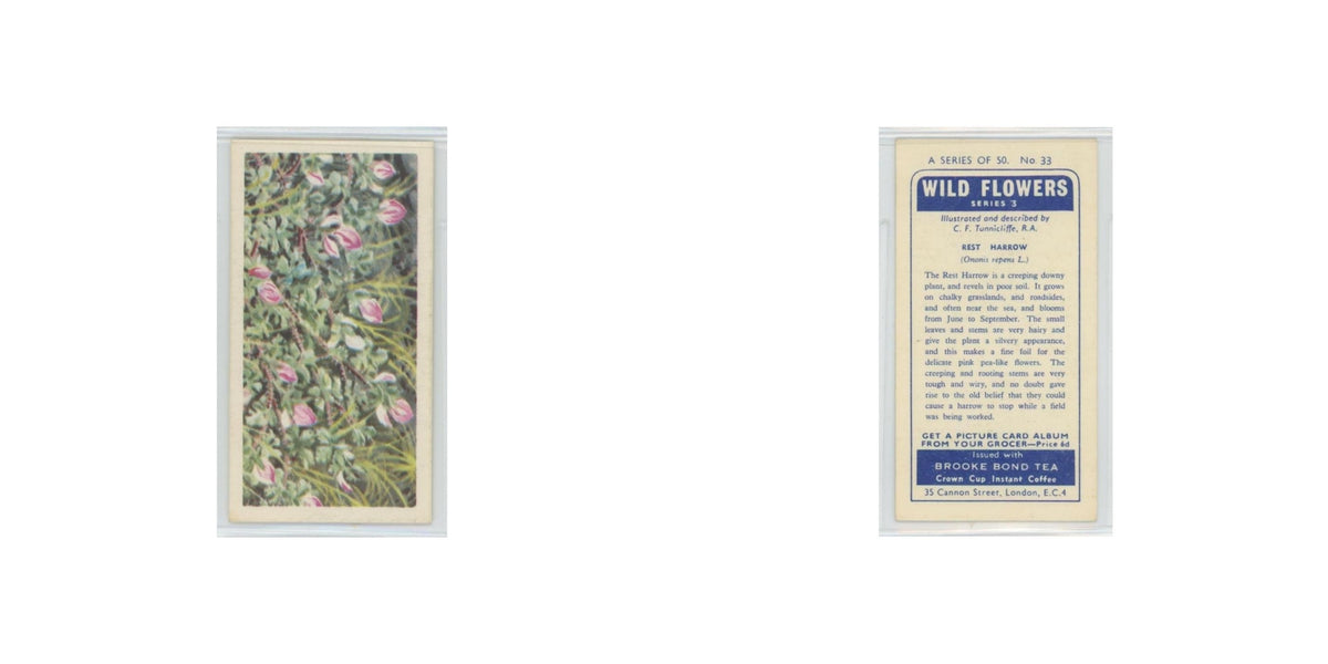 1964 Booke Bond Wild Flowers Series 3 Rest Harrow #33.0