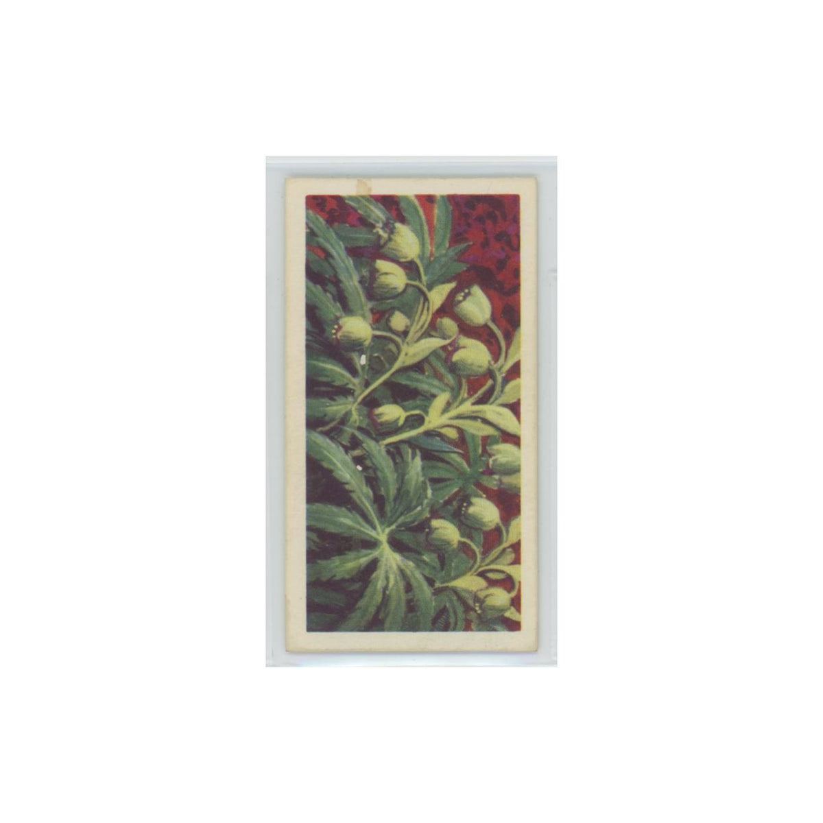 1964 Booke Bond Wild Flowers Series 3 Stinking Hellebore #2.0