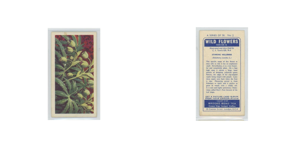 1964 Booke Bond Wild Flowers Series 3 Stinking Hellebore #2.0