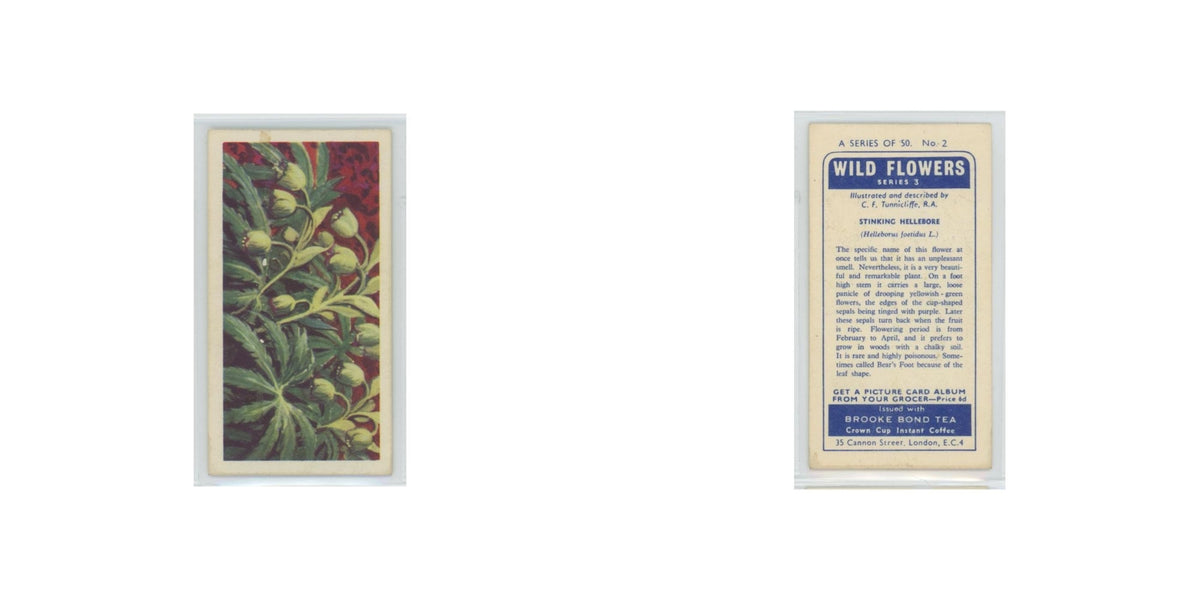 1964 Booke Bond Wild Flowers Series 3 Stinking Hellebore #2.0