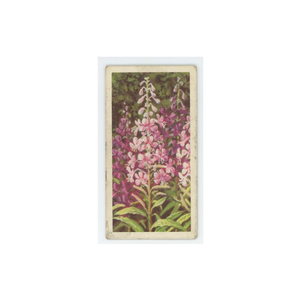 1959 Brooke Bond Wild Flowers Series 2 Rose Bay Willow Herb #47.0