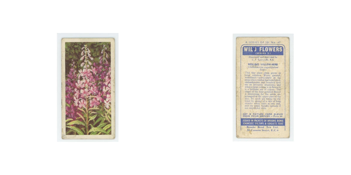 1959 Brooke Bond Wild Flowers Series 2 Rose Bay Willow Herb #47.0