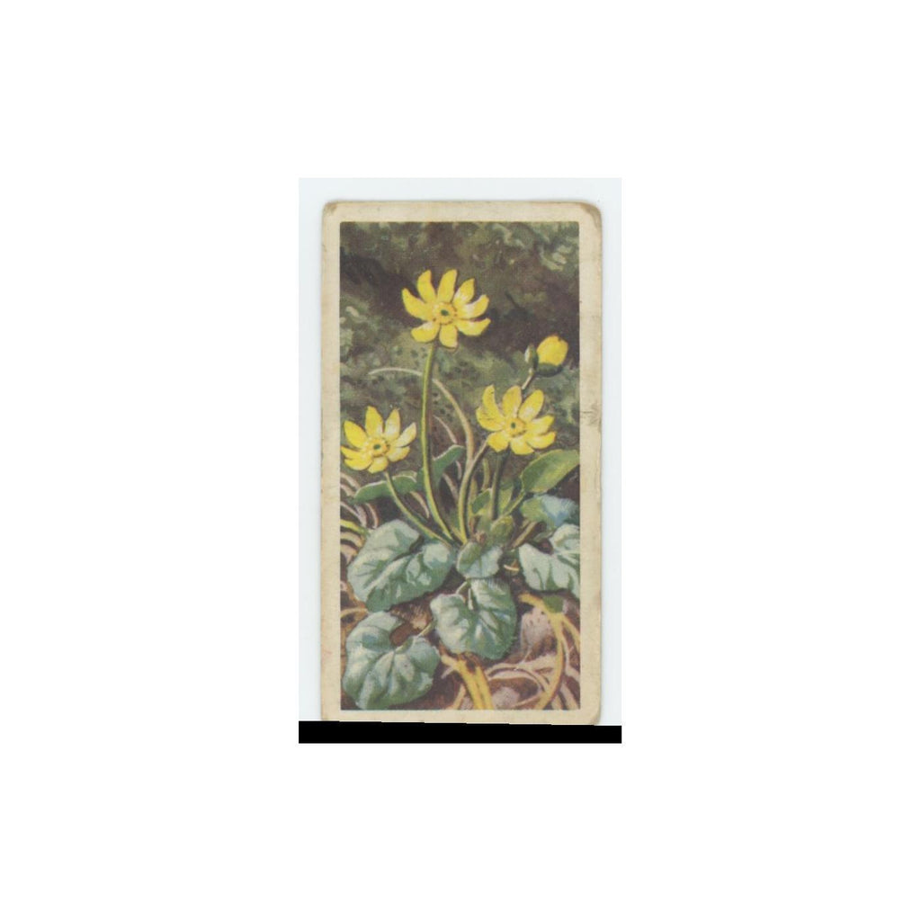 1959 Brooke Bond Wild Flowers Series 2 Lesser Celadine #1.0