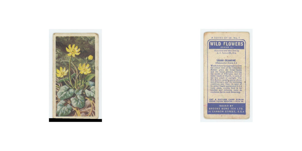 1959 Brooke Bond Wild Flowers Series 2 Lesser Celadine #1.0