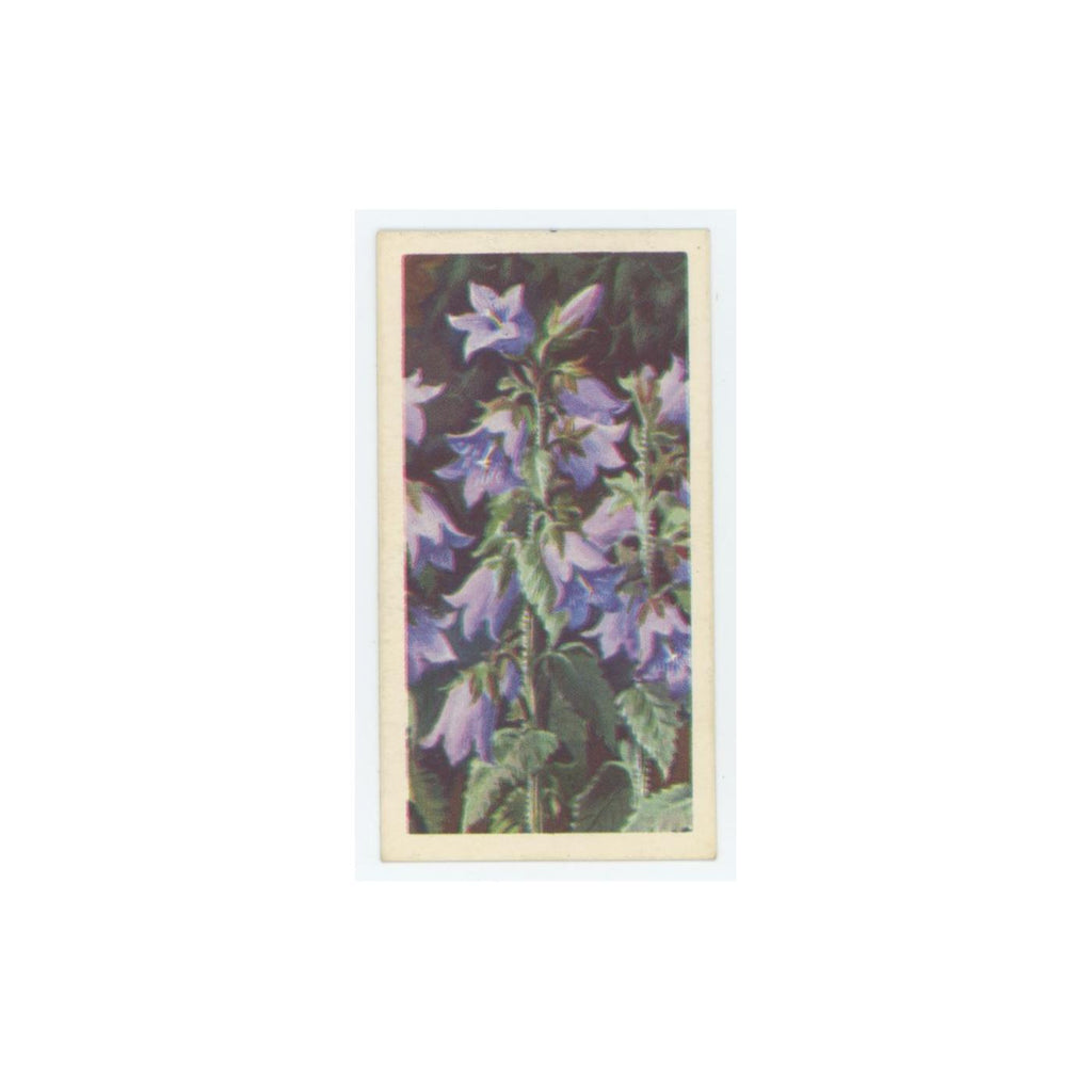 1964 Booke Bond Wild Flowers Series 3 Nettle-Leaved Bellflower #48.0
