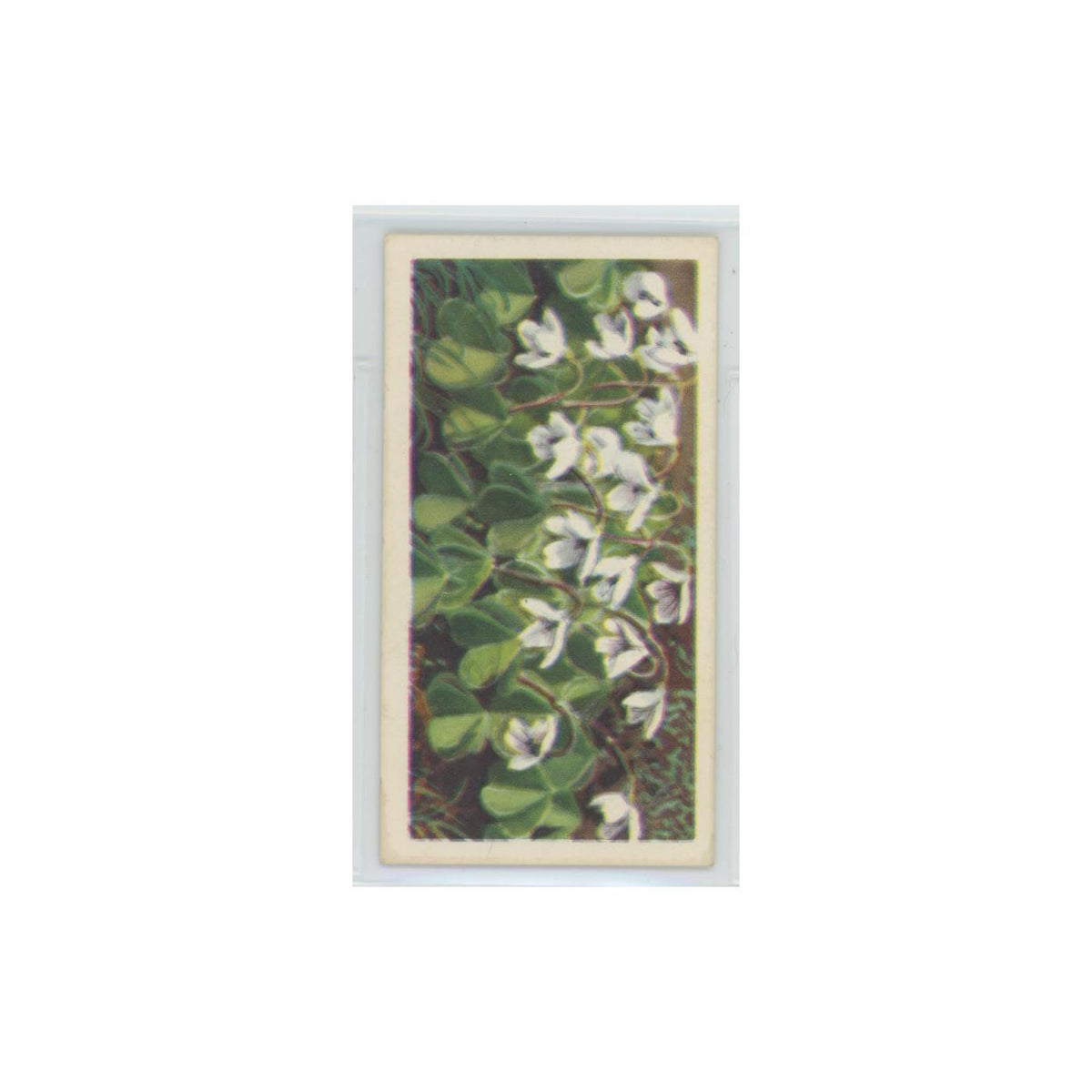 1964 Booke Bond Wild Flowers Series 3 Wood Sorrel #3.0