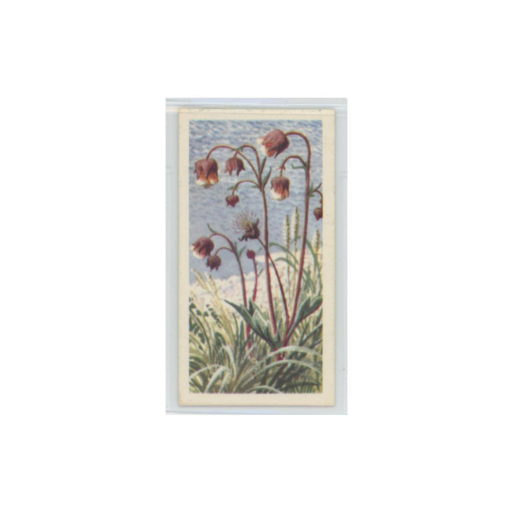 1964 Booke Bond Wild Flowers Series 3 Water Avens #14.0