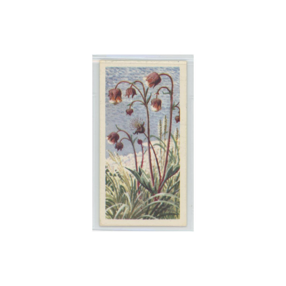 1964 Booke Bond Wild Flowers Series 3 Water Avens #14.0