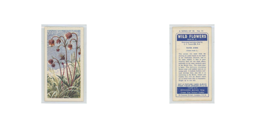 1964 Booke Bond Wild Flowers Series 3 Water Avens #14.0