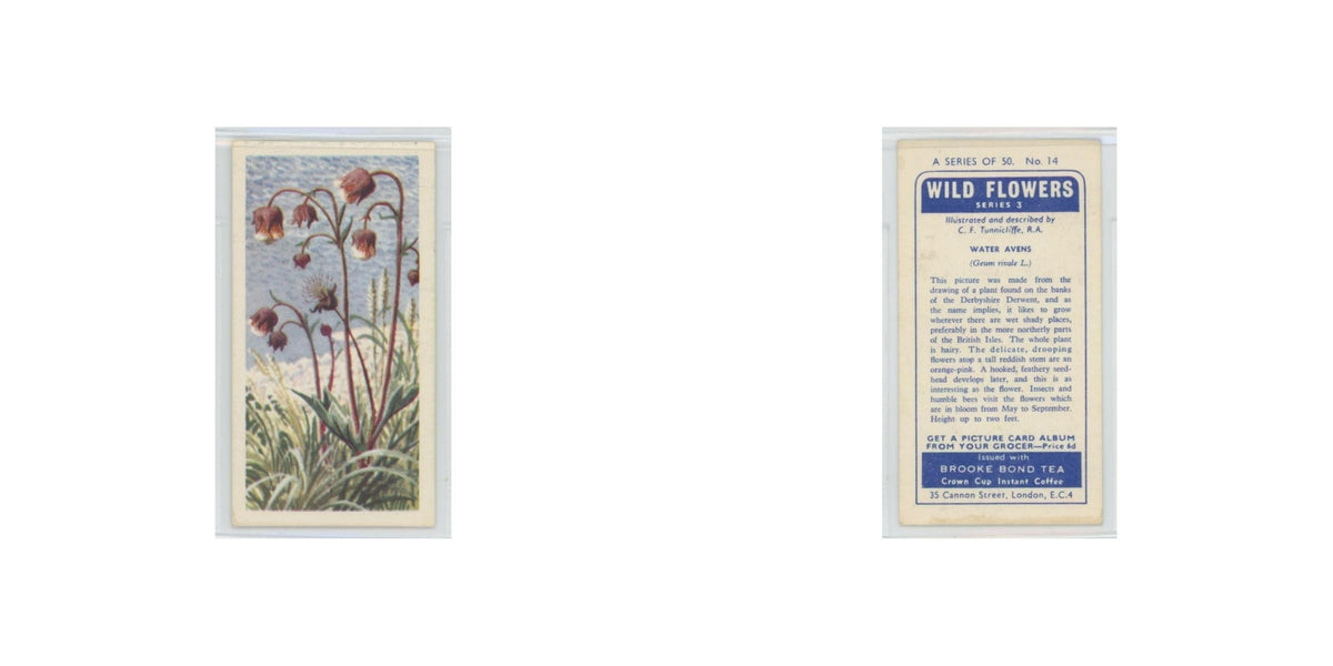 1964 Booke Bond Wild Flowers Series 3 Water Avens #14.0