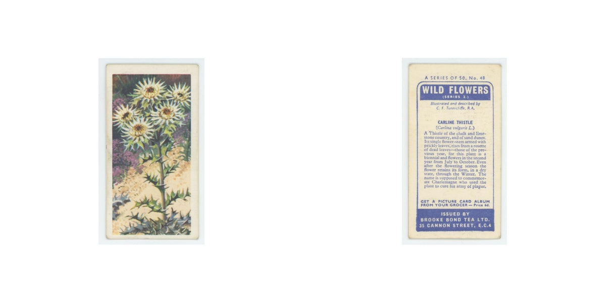 1959 Brooke Bond Wild Flowers Series 2 Carline Thistle #48.0