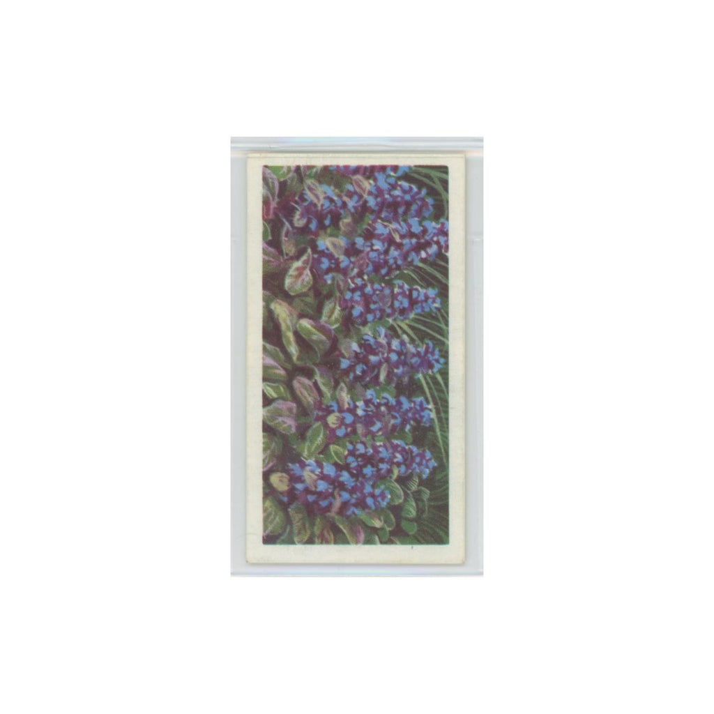 1964 Booke Bond Wild Flowers Series 3 Bugle #13.0