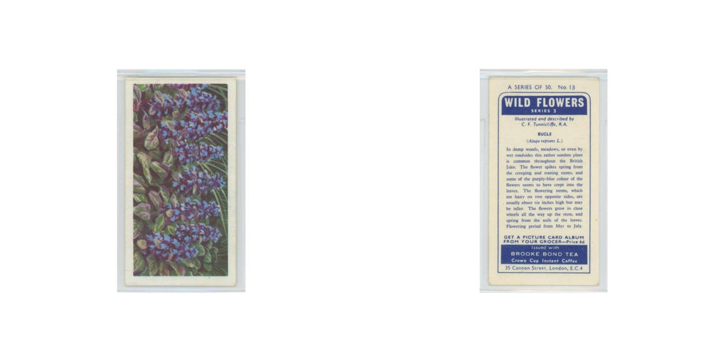 1964 Booke Bond Wild Flowers Series 3 Bugle #13.0