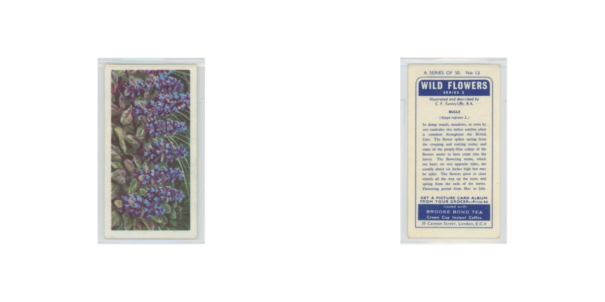 1964 Booke Bond Wild Flowers Series 3 Bugle #13.0