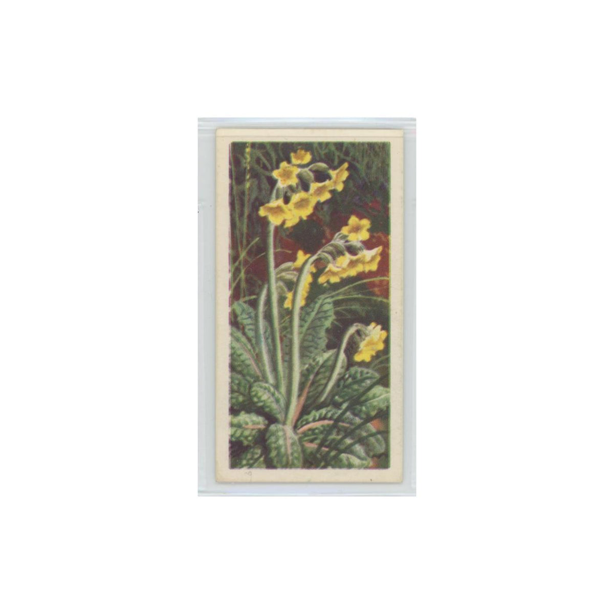 1964 Booke Bond Wild Flowers Series 3 Oxlip #8.0