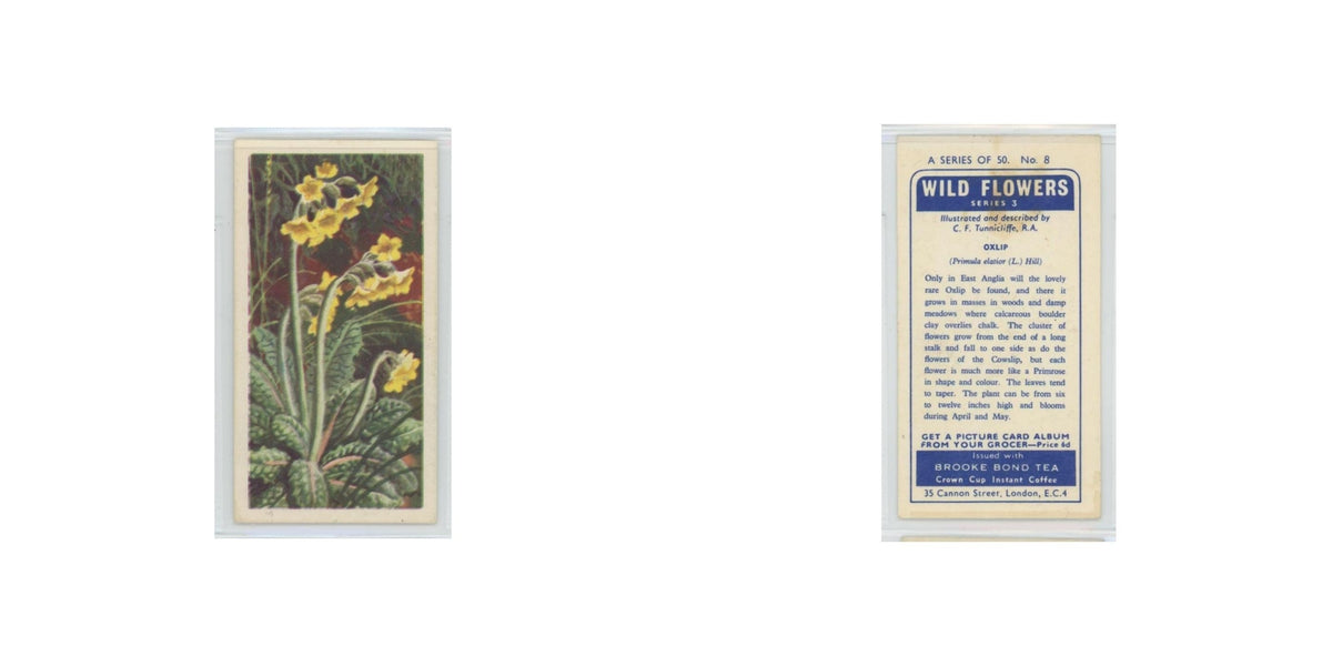 1964 Booke Bond Wild Flowers Series 3 Oxlip #8.0