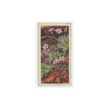 1959 Brooke Bond Wild Flowers Series 2 Herb Robert #39.0