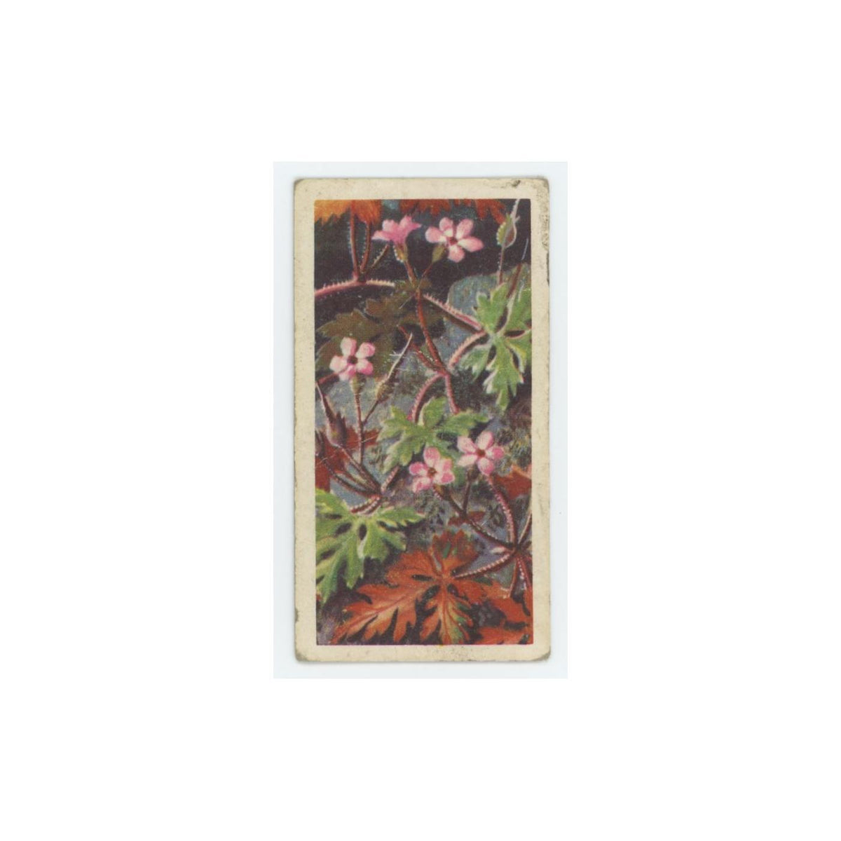 1959 Brooke Bond Wild Flowers Series 2 Herb Robert #39.0