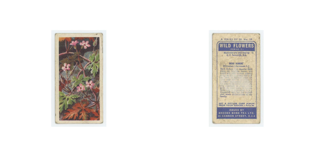 1959 Brooke Bond Wild Flowers Series 2 Herb Robert #39.0