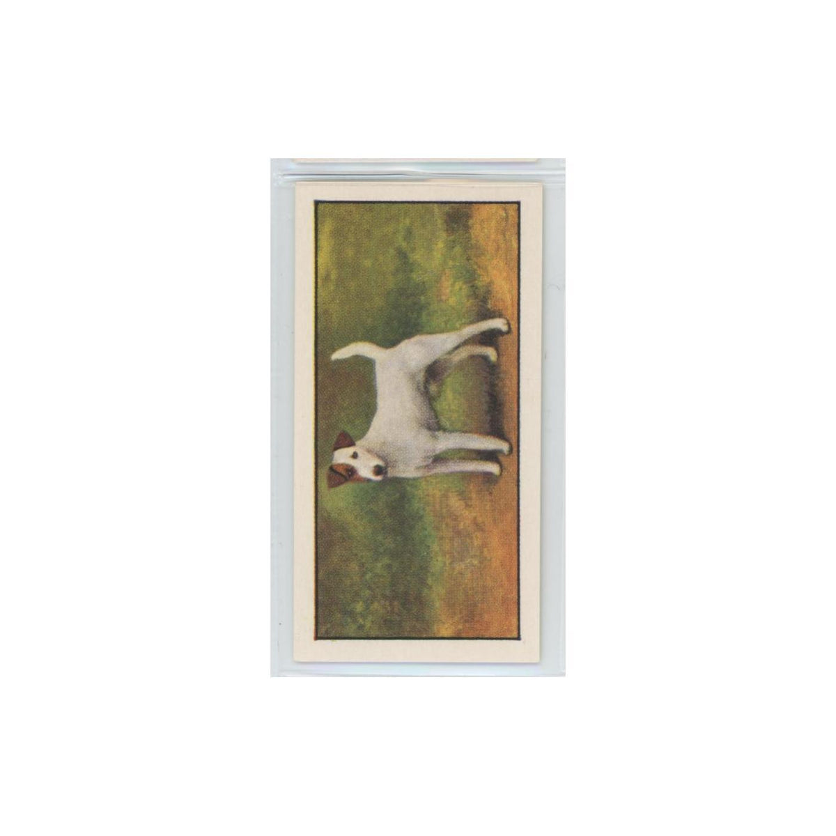 1961 Barbers Teas Dogs Fox Terrier Smooth Haired #nan