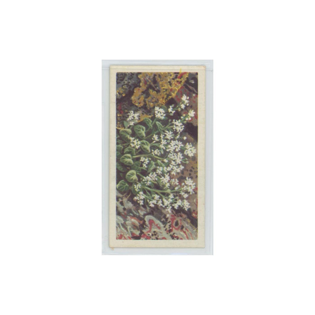 1964 Booke Bond Wild Flowers Series 3 Scurvy Grass #16.0