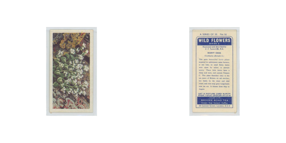 1964 Booke Bond Wild Flowers Series 3 Scurvy Grass #16.0