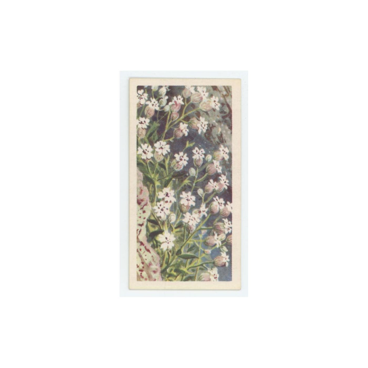 1964 Booke Bond Wild Flowers Series 3 Sea Campion #42.0
