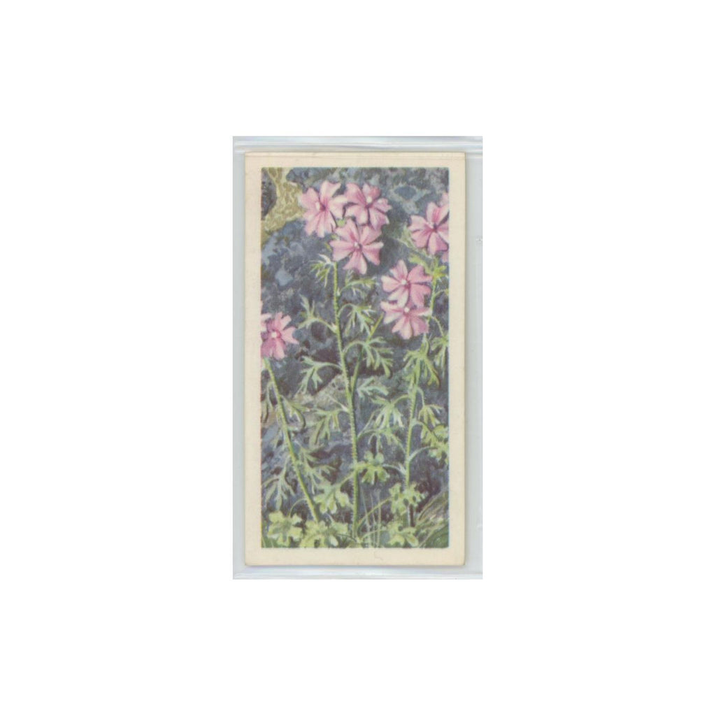 1964 Booke Bond Wild Flowers Series 3 Musk Mallow #32.0