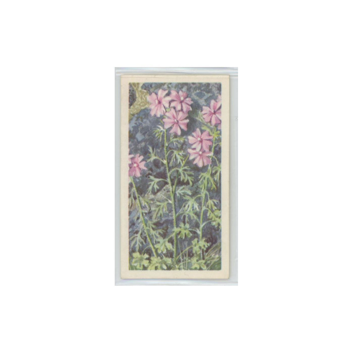 1964 Booke Bond Wild Flowers Series 3 Musk Mallow #32.0