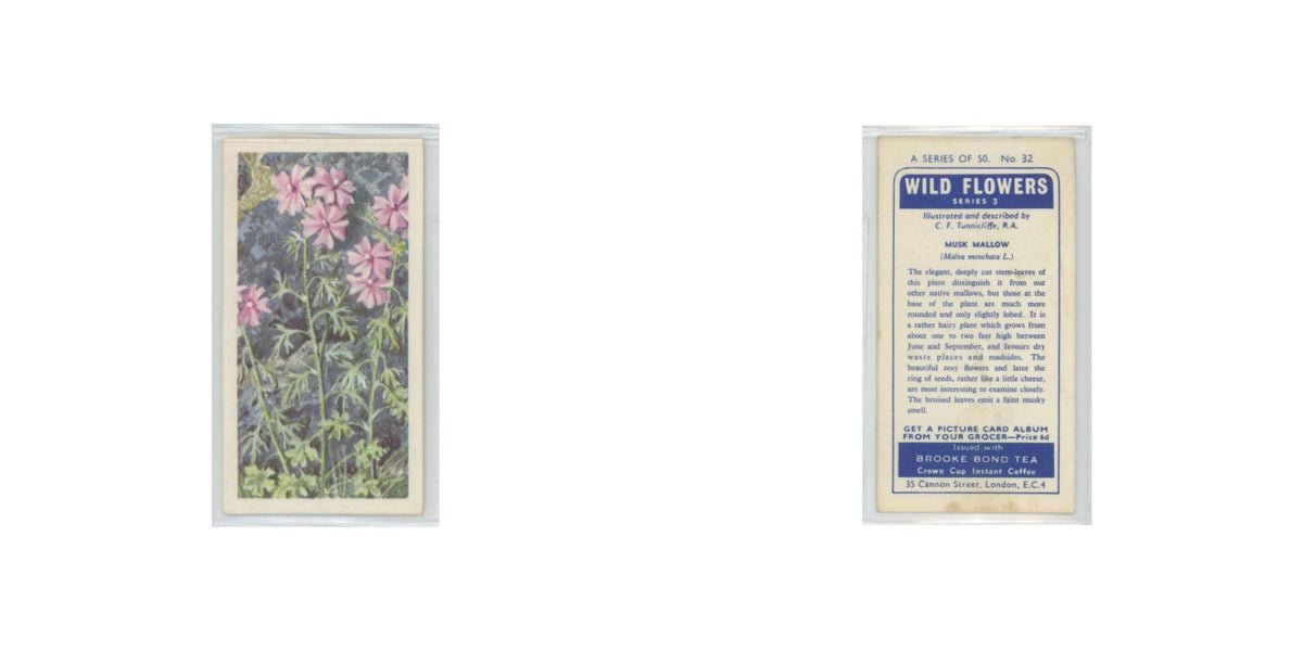 1964 Booke Bond Wild Flowers Series 3 Musk Mallow #32.0