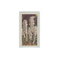 1964 Booke Bond Wild Flowers Series 3 Toothwort #12.0