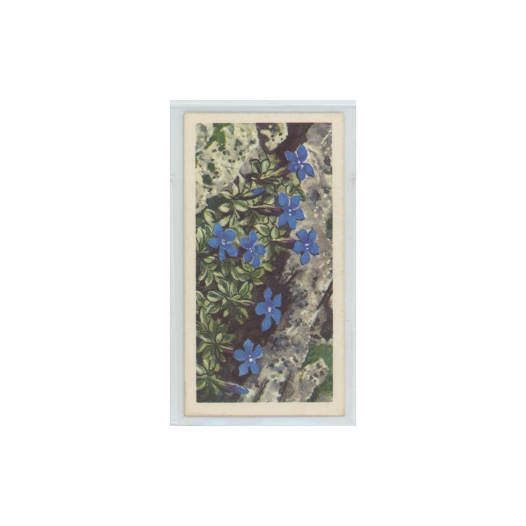 1964 Booke Bond Wild Flowers Series 3 Spring Gentian #4.0