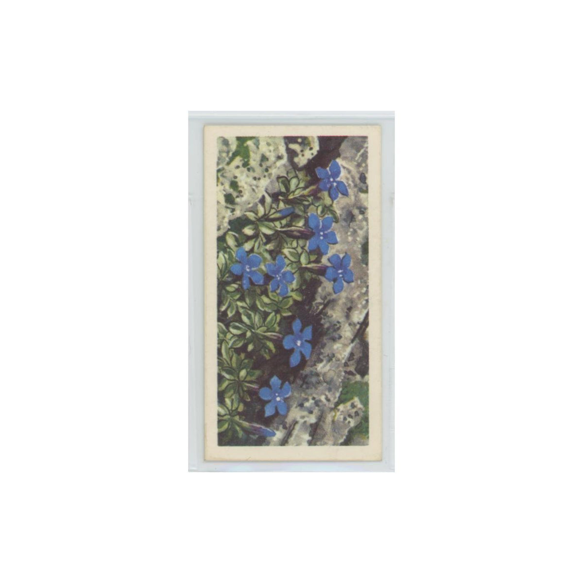 1964 Booke Bond Wild Flowers Series 3 Spring Gentian #4.0
