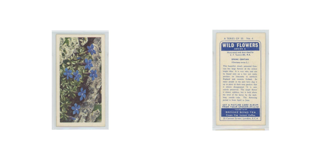 1964 Booke Bond Wild Flowers Series 3 Spring Gentian #4.0