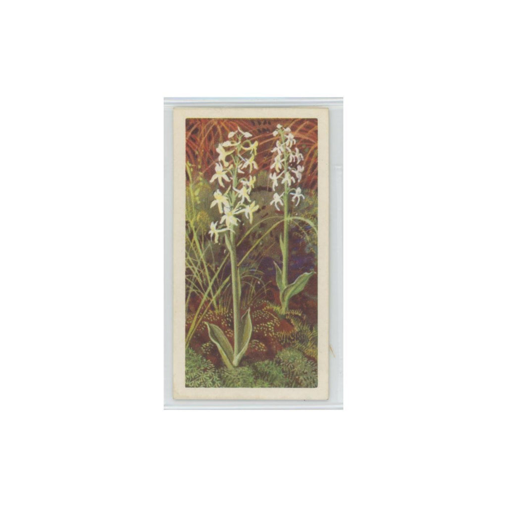 1964 Booke Bond Wild Flowers Series 3 Lesser Butterfly Orchid #18.0