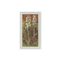 1964 Booke Bond Wild Flowers Series 3 Lesser Butterfly Orchid #18.0