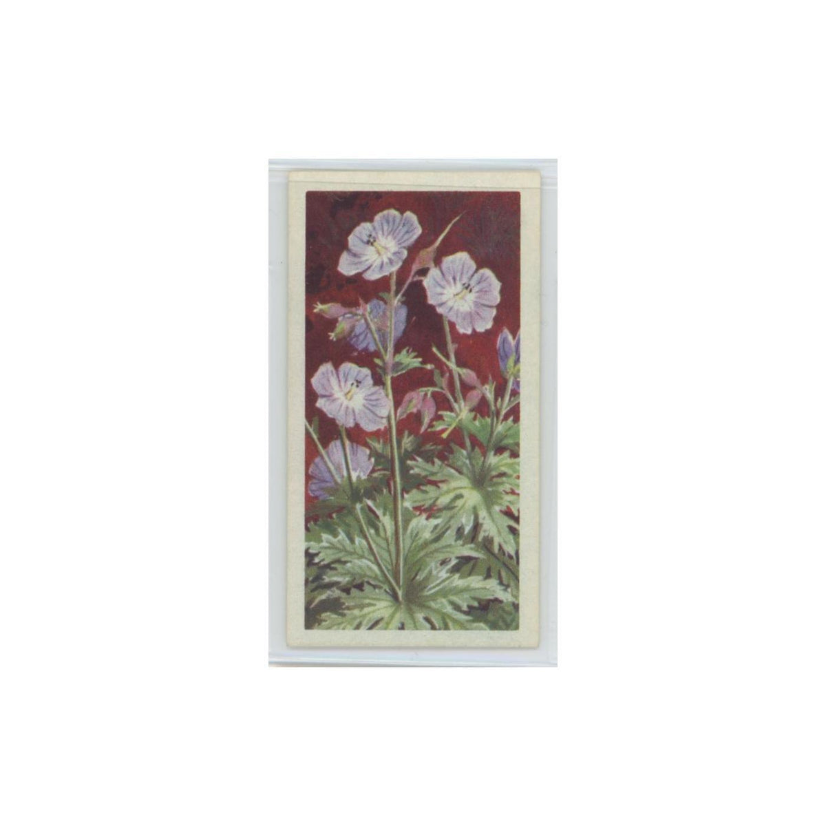 1964 Booke Bond Wild Flowers Series 3 Meadow Cranesbill #29.0