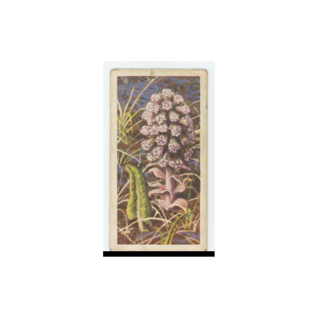 1959 Brooke Bond Wild Flowers Series 2 Butterbur #3.0