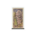 1959 Brooke Bond Wild Flowers Series 2 Butterbur #3.0