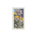 1959 Brooke Bond Wild Flowers Series 2 House Leek #44.0