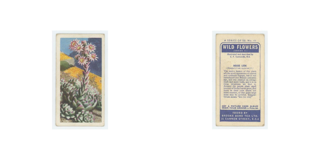 1959 Brooke Bond Wild Flowers Series 2 House Leek #44.0