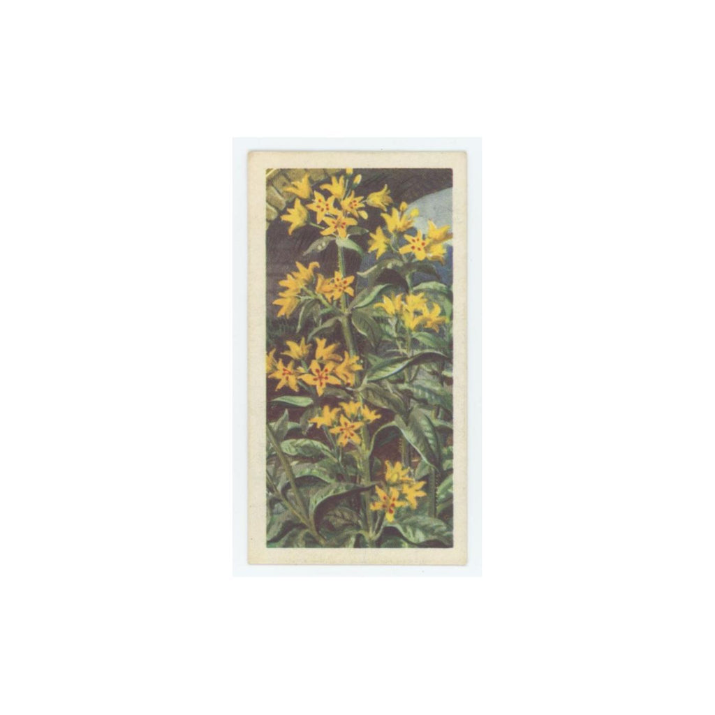 1964 Booke Bond Wild Flowers Series 3 Yellow Loosestrife #46.0