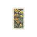 1964 Booke Bond Wild Flowers Series 3 Yellow Loosestrife #46.0