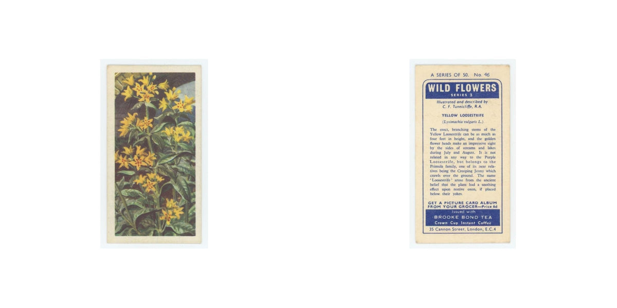 1964 Booke Bond Wild Flowers Series 3 Yellow Loosestrife #46.0